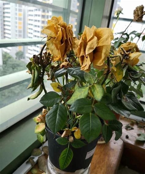 家裡植物枯萎|室内植物枝叶干枯的7个原因和解决的方法，让家里的植物活得更久